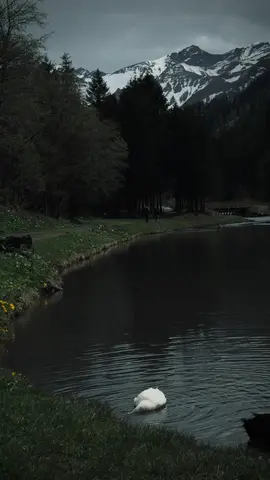 Peaceful moments 🖤#relaxing #nostalgia #swissphotographer #cinematicvideo #naturephotography #calm 