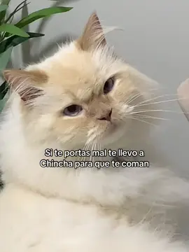 No te comas las plantas Thor #gato #cat #chincha #fyp #mascotas #paratii #contenido #gatitos #casa #gatos #comida 