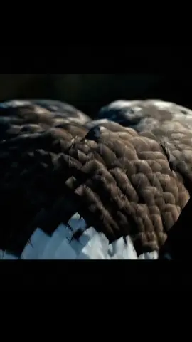 Eye to eye #eagle #baldeagle #usa #dramatic #scene #cinematic 