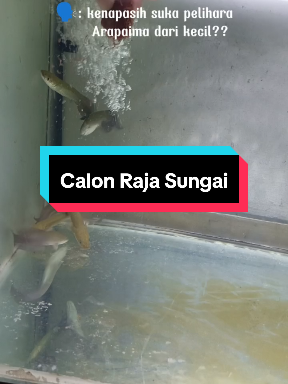 Baby Arapaima 12-13cm #ikan #ikanhias #ikanpredator #exotic #ikanmurah #arapaima #arapaimagigas #aligator #rtc #ikanmonster #aquariumfish #aquarium #ikanjakarta #jakartatimur #jakartaviral #fyp #fypシ #viral #harusfyp 