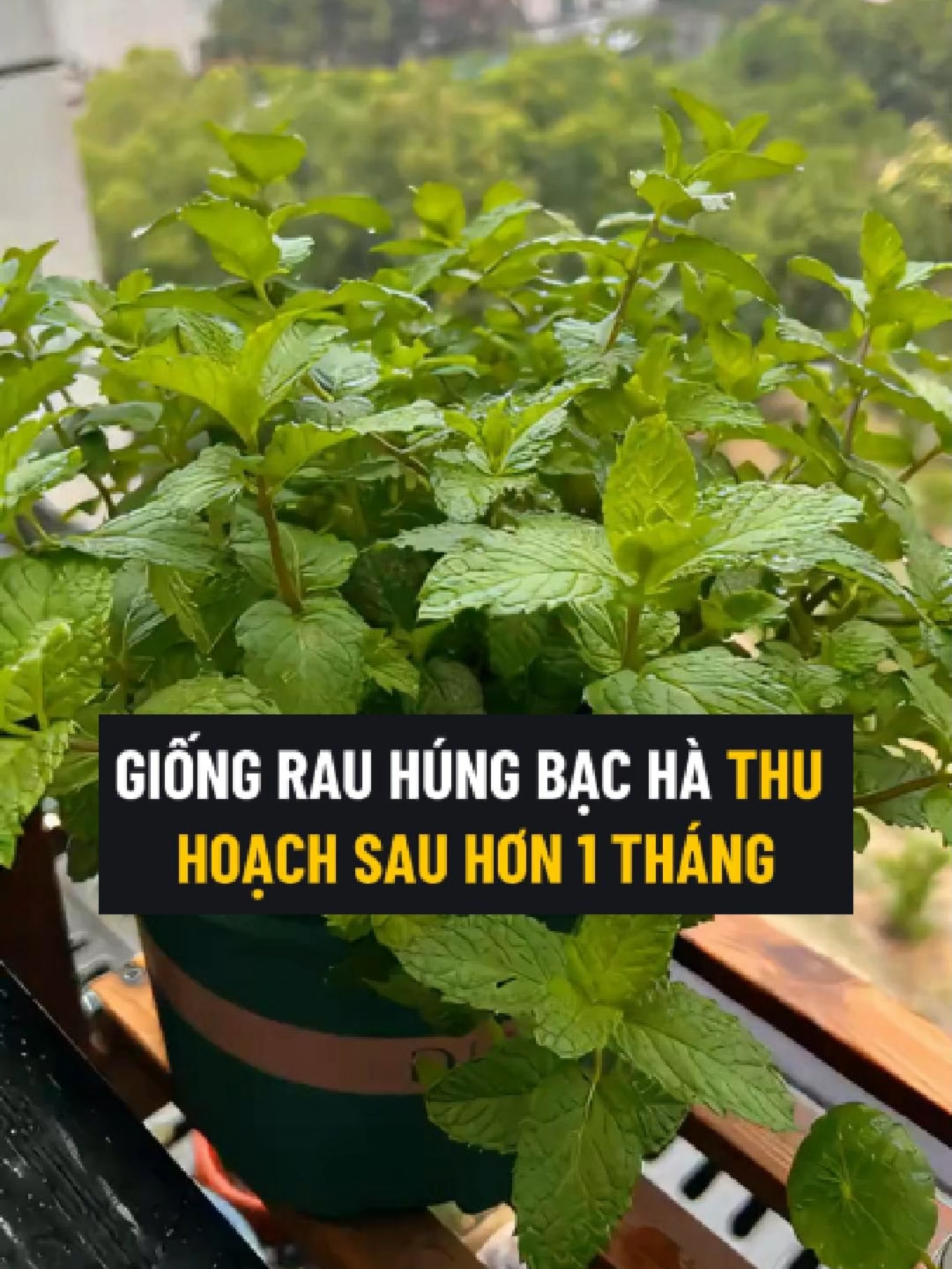 Giống Rau Húng Bạc Hà, Dễ Trồng Dễ Chăm, Ít Sâu Bệnh, Thu Hoạch Sau Hơn 1 Tháng #rau #rauhung #raubacha #hatgiongrau #hatgiong #hatgiongrauhung #hatgiongraubacha #trongrau #trongrauhung #trongraubacha
