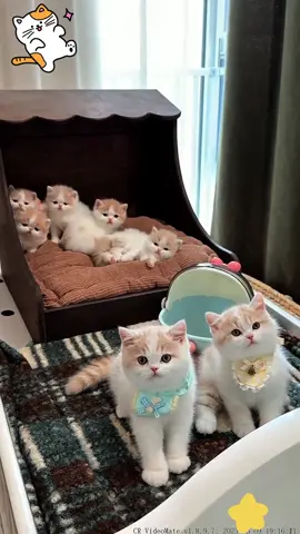Do you love Kittens ？#cats  #kittens #cutthet #foryou #fyp #catsoftiktok 