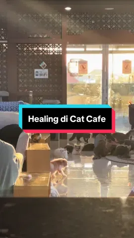Cuma 15rb aja udah bisa main sama 50+ kucing. Mending ke sini dari pada ke terapist. Iya ga sih? Ajak temen kamu dan follow untuk dapatkan promonya! 📍Jalan Pulau Galang, Gang Ratna Sari III no.03, Pemogan, Denpasar Selatan, Denpasar, Bali. #ultimatecatcafe #bali #catcafe #fyp #fypシ #videokucinglucu 