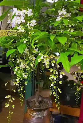 Hoa dạ ngọc minh châu🌸🌸 Nếu bạn trồng ẻm từ bây giờ thì đến tết là bạn có 1 cây hoa ko chỉ đẹp mà còn mang phong thuỷ tốt lành, tài vận hanh thông để trưng rồi🥰 #flowers #hoadep #hoacaycanh #cayphongthuy #dangocminhchau  