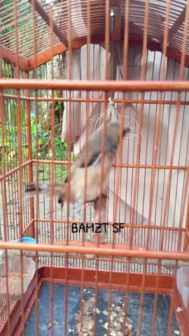 umur kurleb 2bln sudah masuk tengkek#cendetponorogo #cendetjatim #cendetmaniaindonesia #cendet #kicaumaniaindonesia #fyppppppppppppppppppppppp #fyp 