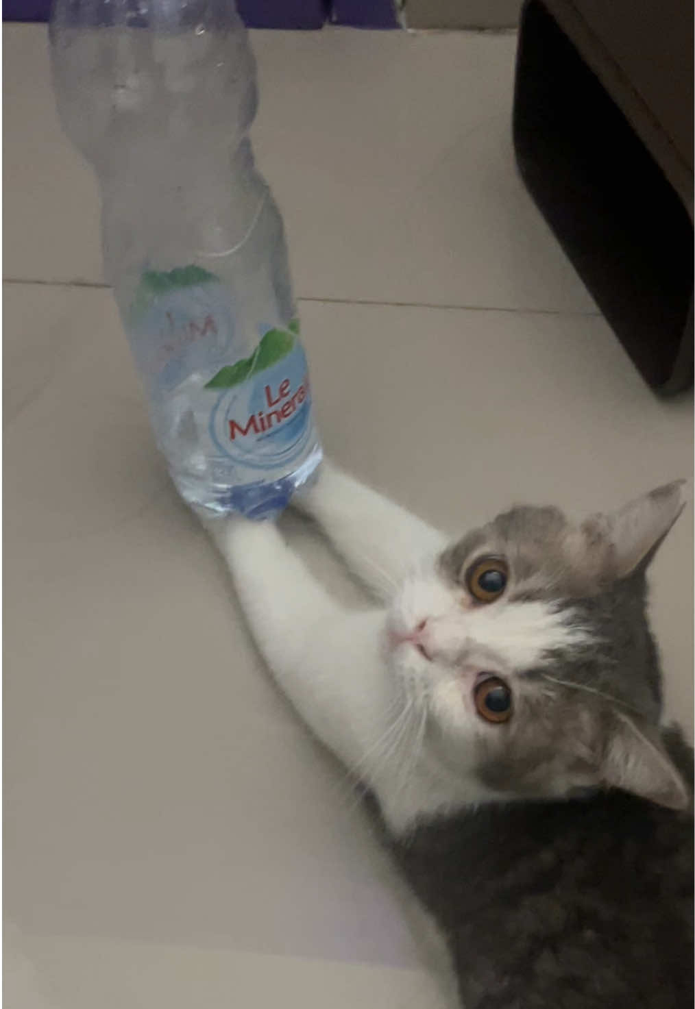 pasrah bgt?😭 #kucinglucu #funnycat #catsoftiktok #kucingcapek 