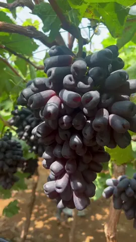 ต้นองุ่นพันธุ์นิ้วแม่มด ปลูกง่าย ผลยาวสวย รสหวาน กรอบ อร่อยมากค่ะ #องุ่นนิ้วแม่มด  #ต้นกล้าองุ่น 