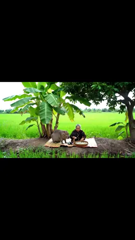 capy cùng bà đếm trứng #capybara #capybaratiktok #veo3 