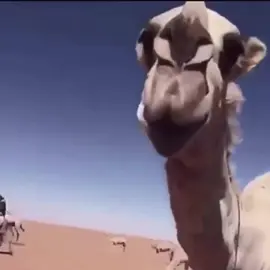 #الغييثات #الوضح_والله_وضحنا_يالغييثات #الابل_عطايا_الله_عشاق_البداوة_🐪😍 