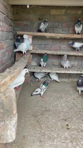 Mashallah kaboter full masti may ❤️🖇️💯#🐇🐇❤️😘😊😊❤️😘😘❤️😘😘💘💘😘🤟🤟😘😘😘🤟😘😘🙏😘😘🤟😘😘❤️❤️😘😃😃💘😃 