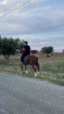 #فارسة #cheval #فارس #بنات #خيل_عربي_اصيل #equestrian #سبقات_خيل_السرعه #المغرب🇲🇦تونس🇹🇳الجزائر🇩🇿 #shoting #حصاني 
