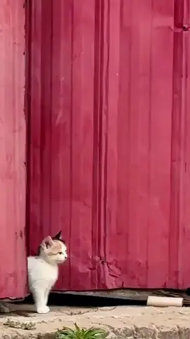 induk #kucing #core #kucinglucu #cat #fyp #fypシ #fypシ゚viral #viral 