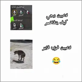 لاعبين فري فاير مالهم حل #free_fire #freestyle #فري_فاير #فري_فاير_عرب #bnl 