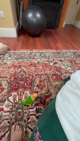 Funny Bird playing with dog #bird #dog #fyp #funny 