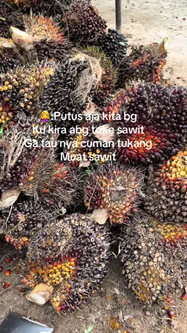 #fyp #sawit 