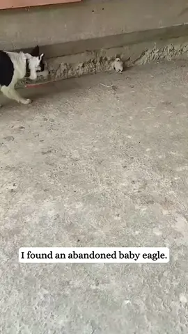 I found an abandoned baby eagle.#rescue #fyp #animals #eagles