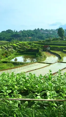 betah banget deh kalo udah main kesini, suasananya sunyi sepi, pemandangannya MasyaAllah bagus banget. Makanannya enak, harganya murah-murah. Tiket masuknya 10rb untuk anak-anak dan 15rb untuk dewasa. Ada area playground anaknya juga. Nama tempatnya 📍Taman Cecenet, Tanjungsari arah mau ke wisata kampung ciherang #exploretanjungsari #exploresumedang 