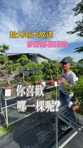 #景觀設計維護 #真柏造景 #露台盆栽 #庭園景觀樹造景 #庭園景觀樹造景 #高雄景觀設計 