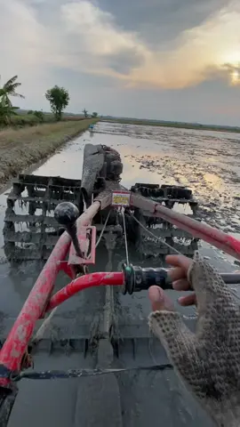 sore ne wong desa😇#fyp #petani #petanimuda #tlaktorsawah #bajak 