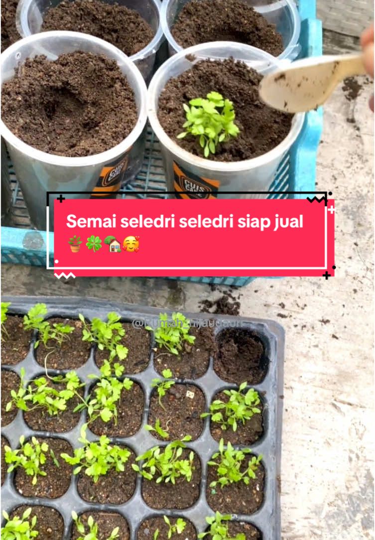 Yang penting kawal pemberian nutrisinya untuk sayuran daun seperti seledri hanya menggunakan poc sayur daun dan miracle powder sampai panen. Biar hemat pake yg paket booster magic miracle @infarm id biar selain nanam seledri atau sayuran daun bisa nanam sayura berbuah sekalian  #infarm #infarmid #pocinfarm #pupukorganikcair #gardening #urbanfarming #belajarberkebun #rumahhijaudaun #seledrigelas 
