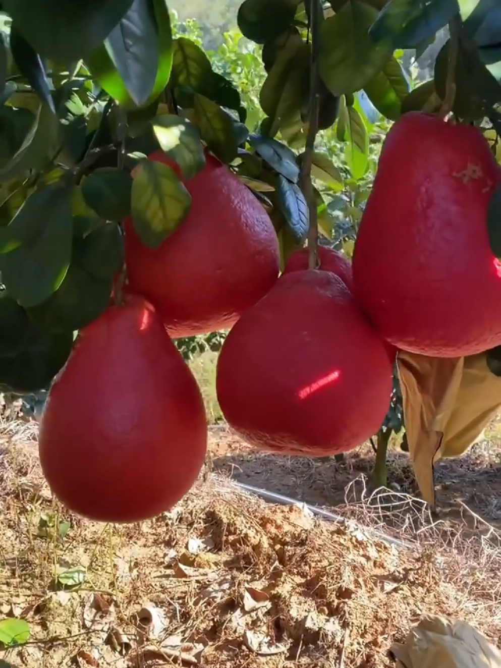 ต้นเตี้ยลูกลากดิน ใครกินก็ฟินติดใจ