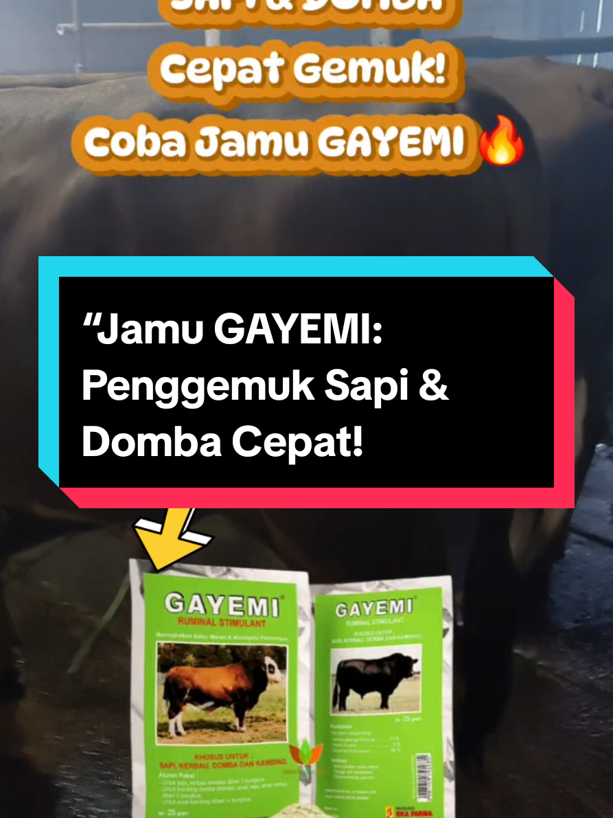 Ternak kurus bikin pusing? 💢 Tenang, ada Jamu GAYEMI, solusi alami untuk menggemukkan sapi & domba secara cepat dan sehat! Bahan herbal pilihan, tanpa efek samping, aman untuk jangka panjang. 💪 📦 Tersedia kemasan siap kirim! 💬 DM sekarang untuk order & info lengkap!#CapCut  #JamuGayemi #PenggemukTernak #SapiGemuk #DombaGemuk   #ObatTernakAlami #JamuTernak #PeternakanIndonesia   #TernakSukses #PeternakMuda #FYPIndonesia #TiktokTernak 