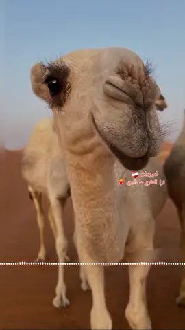 #رزيقات_تراب_الهين_الجنينة_دارفور 