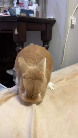 #douyin #tiktok #fpy #cuterabbit #rabbits #😂 #cat #china #🤣 