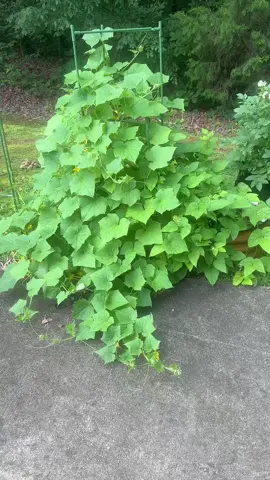 Cucumbers are taking over my life 😂 #cucumbers #gardening #garden 