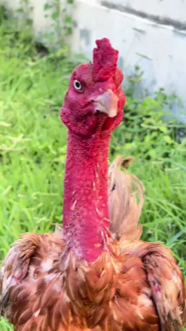 #ไก่ชน #พม่าเบอร์แข้ง #อย่าปิดการมองเห็น 