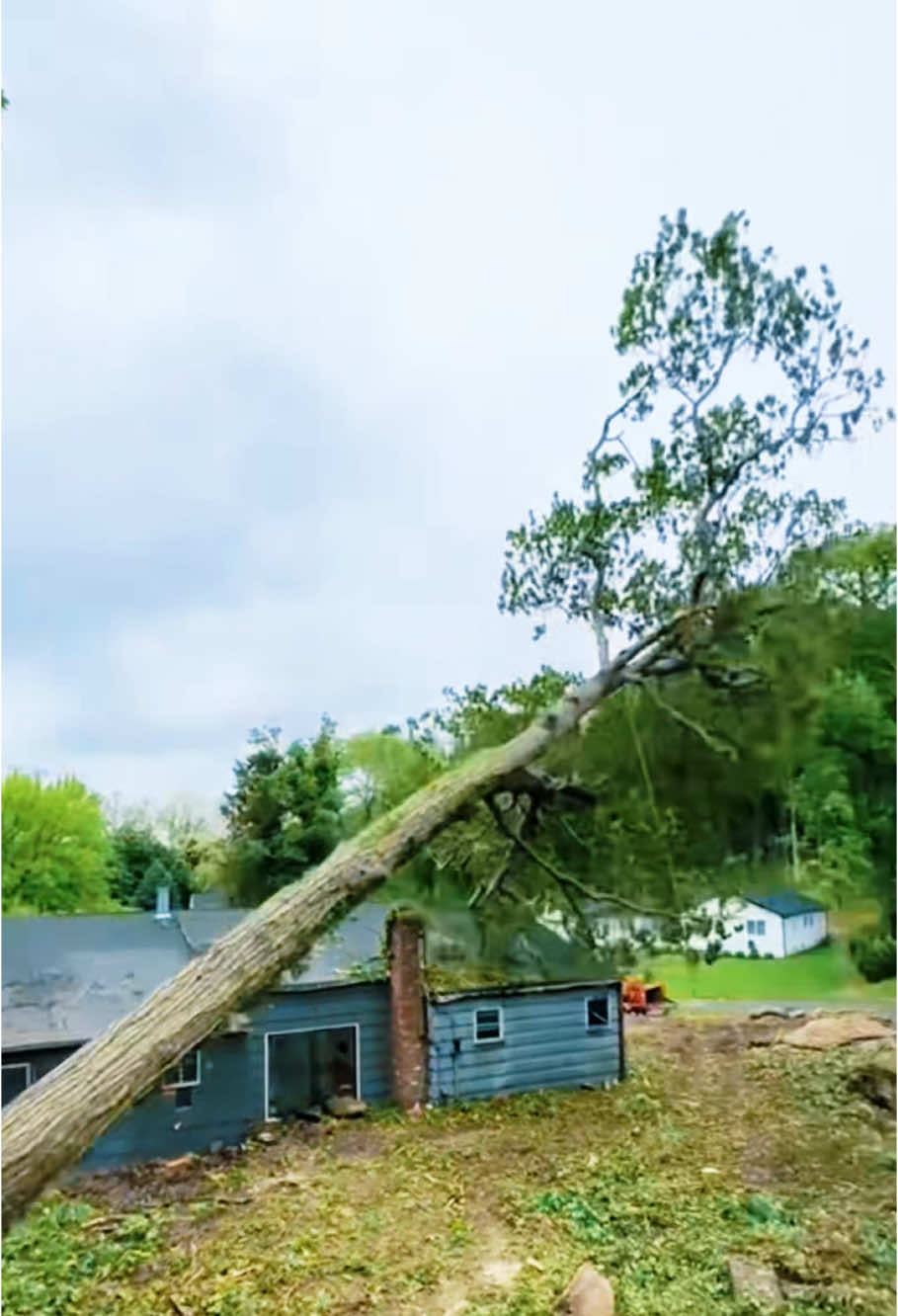 How can a looger perfectly remove dead trees near houses ?#oddlysatisfying #tree #satisfying #giant #fyp 