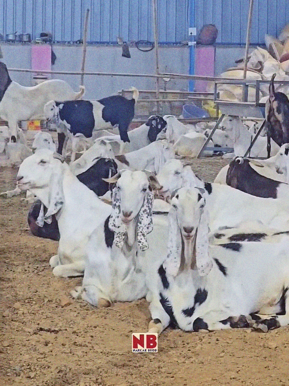 #goatsoftiktok #goat🐐 #Bakri #eidmubarak #goats #trand #eid2025 #bakra 