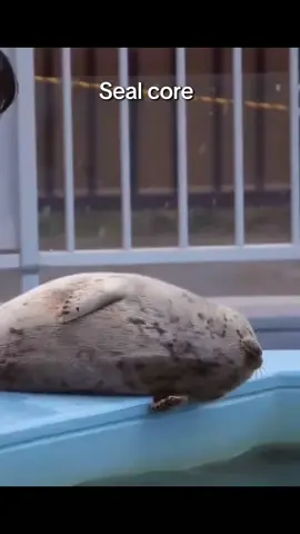 Seal core#seal_jan #cute #seal #seals #милахи #милые #тюленчики #тюлени #люблю #nerpochki #нерпочки #Тюленчик 