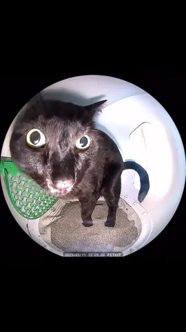Replying to @maria, cherry, & kiwi the camera came with his litter box lol it’s the Purobot max pro from @PETKIT! #petkit #purobot