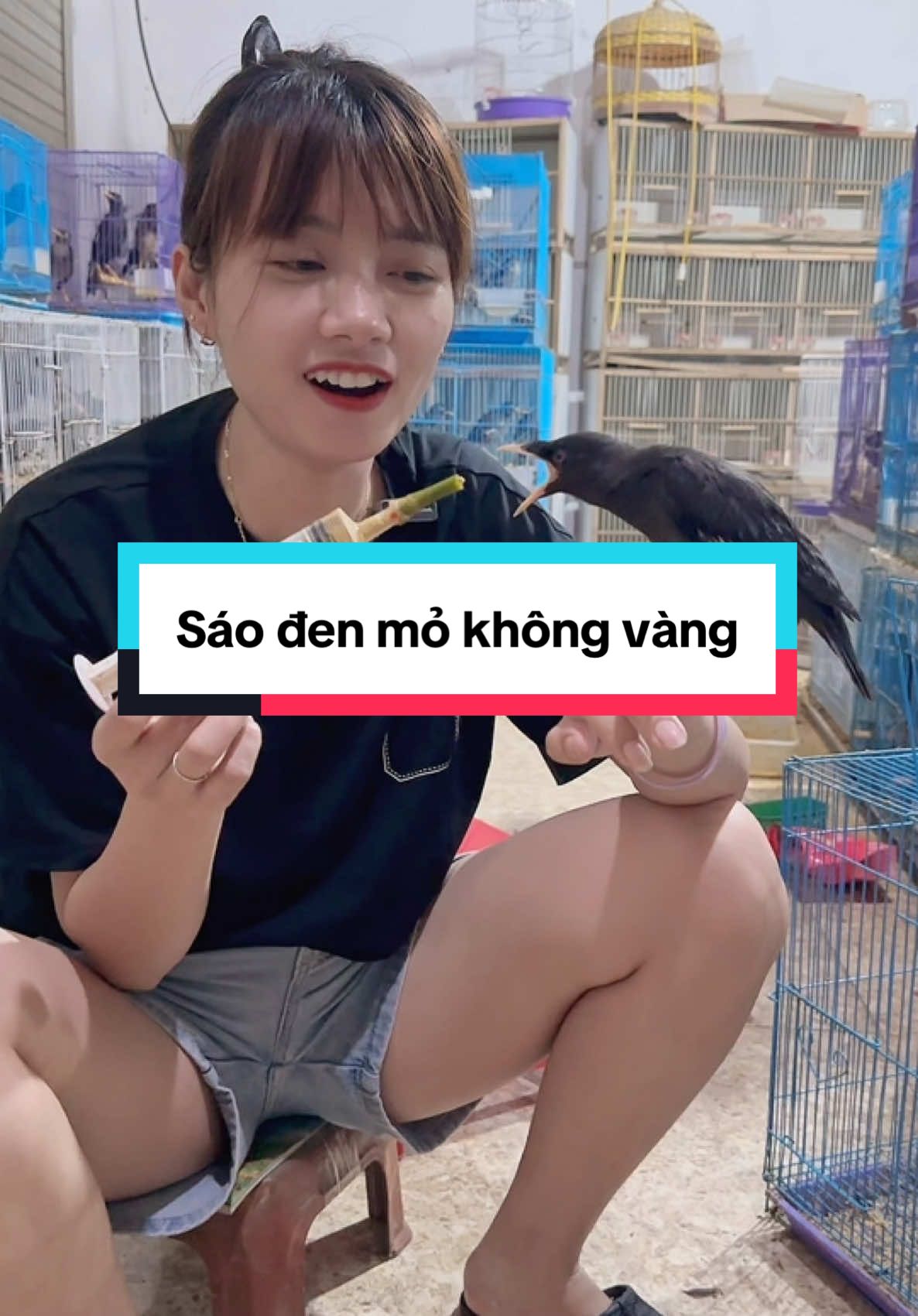 Sáo đen mỏ không vàng đây cả nhà #xuhuong #chimcanh #chimsaoden #viral 