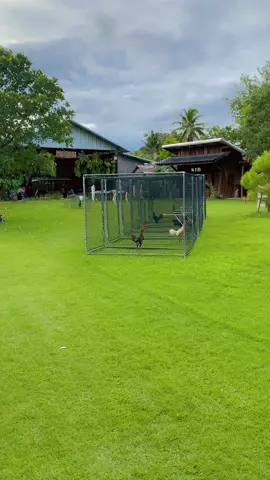 📌#ซุ้มศิริกลัยาฟาร์มหนุ่มเชียงใหม่ #อย่าปิดการมองเห็น #วัยรุ่นไก่ชน 