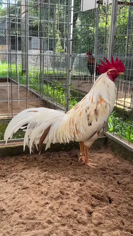 Cục Cưng....#HuỳnhCầnThơ #AnhHuỳnh #gà_chọi_việt_nam #gànoi #tháimỹ 