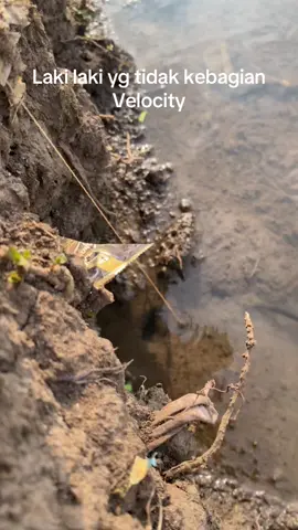 Ngurek sore #ngurekbelut #ngurekbelutsawah #ngurekmania #viral #mancingmania #mancing 