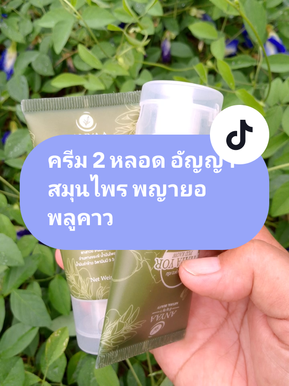 #ครีม 2 หลอด อัญญา สมุนไพร พญายอ พลูคาว#พญายอพลูคาว #พญายอ #ครีมพญายอ #ครีมสมุนไพร #สมุนไพรไทย #สมุนไพรอัญญาพญายอพลูคาว #สินค้าคุณภาพดี #ดีบอกต่อ 