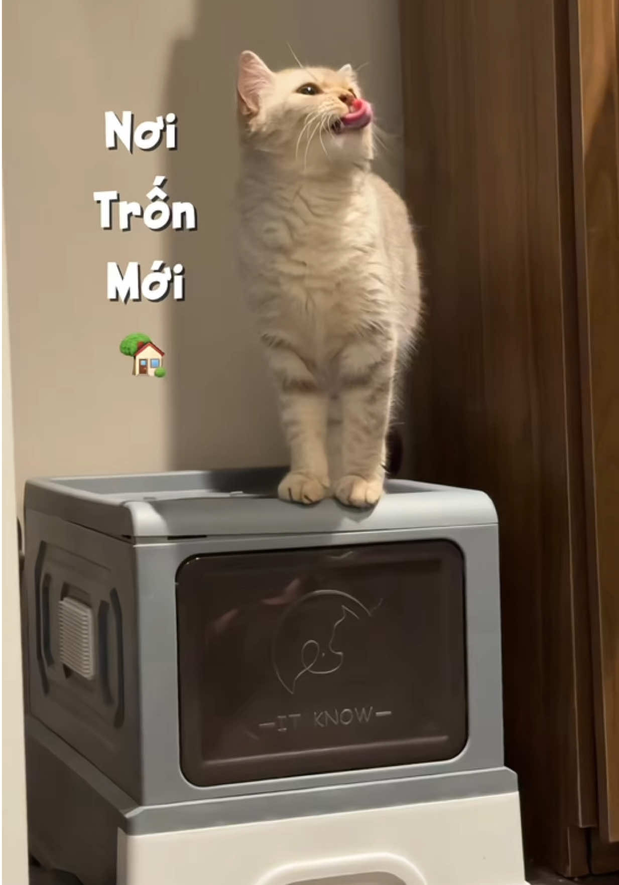 Cái tật hay đạp cát bay lung tung nên ba mẹ phải đổi nhà vệ sinh cho iem 🤧😾  #reviewnhacua #dogiadung #decor #xuhuong #review #tienich #nhavesinhchomeo #nuôimeo #quangtramdaily 