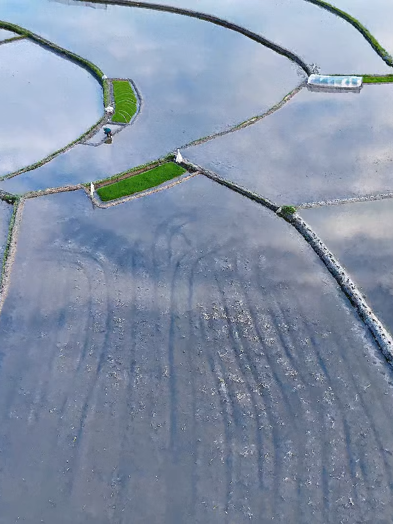 ✨ Cùng ngắm nhìn Mường Lò quê em – mùa nước đổ ngỡ như tranh vẽ... Flycam: Mạnh Vỹ Mường Lò – nơi được mệnh danh “Nhất Thanh, nhì Lò”, nơi mỗi thửa ruộng bậc thang khi vào mùa lại trở thành tấm gương khổng lồ soi bóng trời Tây Bắc. Dòng nước đổ về mang theo cả màu nâu phù sa, màu nắng chiều dịu nhẹ và tiếng gọi tha thiết của những người con Thái, con Tày... Nếu ai chưa từng đến Mường Lò – xin đừng chỉ nhìn, hãy cảm nhận bằng trái tim. Nếu đã từng đi rồi – thì chẳng thể nào quên được… #thixanghialo#muonglo #laocai #yenbai