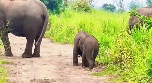 Size mini này đáng yêu thiệt á #khoanhkhacdangyeu #dethuong #petcute #voi 