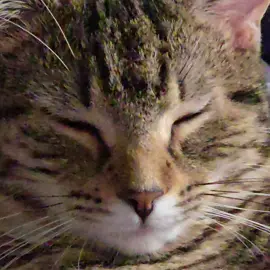 #catsoftiktok 