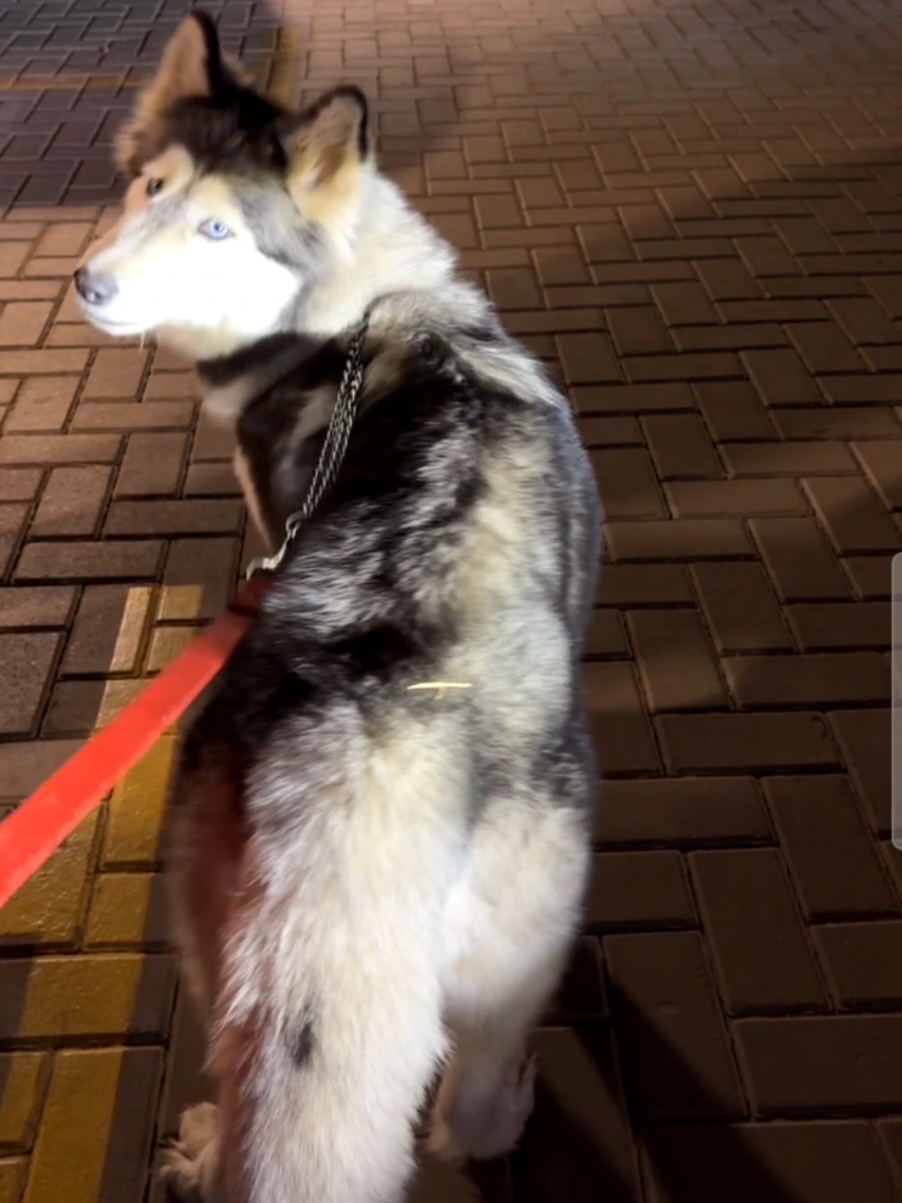 😔 كلبة هاسكي شافت كل أنواع التعذيب مع مالكها القديم ولكن يشاء القدر أن يتبدل حالها ويقدر شاب محترم ينقذها منه ويعيشها حياة كريمة ✨️ - الكلبة لي لي معروضة للتبني اللي مهتم يكتب كومنت وصاحب الكلبة هيتواصل معاه 🌹🤍