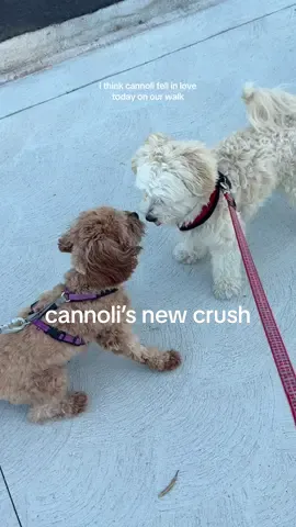 i think our cannoli boy has a crush on his neighbor 🥲