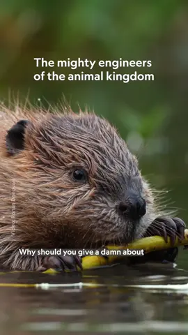 Beaver dams do more than manage water—they support entire ecosystems, earning beavers a reputation as true climate champions. Yet, human activity continues to threaten their survival. Learn more about these semi-aquatic rodents, their habitats, and the dangers they face at the 🔗 in bio.