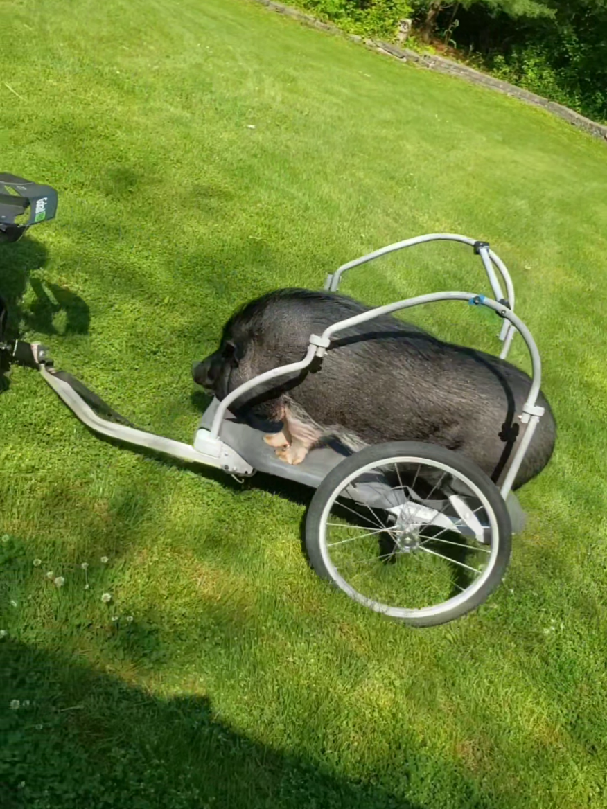 Piggy rides a co-gart, mini version. #fyp #pig #piggy #petpig #minipig #potbellypig #potbelliedpig #foryou #pigmargaret #viral #trending #nose #tiktok #Love #mustwatch #trendingnow #exploremore #tiktoktrend #pet #animals #petsofinstagram #animalsofinstagram #babypig #everyone #reels #reelsvideo #asmr #gocart 