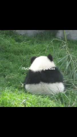 i fuckin love em #pandas #panda #panda🐼 #pandatiktok #panda #ilovepandas 