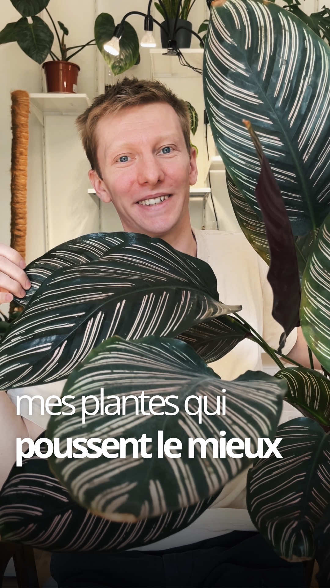 On est pleine saison de croissance et chez moi les 3 plantes qui poussent le mieux en ce moment :  • Anthurium Clarinervium • Calathea Ornata  • Monstera Adansonii  #plantsoftiktok #houseplants #planttips #plantcare 