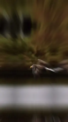 #CapCut 🎶😎🦅🎶 #كسبلور #قالب_جاهز_فخم_ #قونيا________________قونيا😌💙 #تصميم_فيديوهات🎶🎤🎬 #fyp #الشعب_الصيني_ماله_حل😂😂 #مجرد________ذووووووق🎶🎵💞 #jihad_28_ #explore #tiktok #fypシ゚ #EkspresikanDenganCapCut 